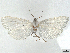  ( - CCDB-37888-F02)  @11 [ ] CreativeCommons - Attribution (2024) CBG Photography Group Centre for Biodiversity Genomics