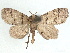  ( - CCDB-37888-F12)  @11 [ ] CreativeCommons - Attribution (2024) CBG Photography Group Centre for Biodiversity Genomics