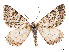  ( - CCDB-37889-D04)  @11 [ ] CreativeCommons - Attribution Share - Alike (2024) CBG Photography Group Centre for Biodiversity Genomics
