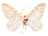  ( - CCDB-37889-D05)  @11 [ ] CreativeCommons - Attribution Share - Alike (2024) CBG Photography Group Centre for Biodiversity Genomics