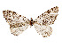  ( - CCDB-37889-D07)  @11 [ ] CreativeCommons - Attribution Share - Alike (2024) CBG Photography Group Centre for Biodiversity Genomics