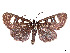  ( - CCDB-37889-E01)  @11 [ ] CreativeCommons - Attribution Share - Alike (2024) CBG Photography Group Centre for Biodiversity Genomics