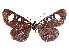  ( - CCDB-37889-E02)  @11 [ ] CreativeCommons - Attribution Share - Alike (2024) CBG Photography Group Centre for Biodiversity Genomics