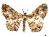  ( - CCDB-37889-F07)  @11 [ ] CreativeCommons - Attribution Share - Alike (2024) CBG Photography Group Centre for Biodiversity Genomics