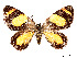  (Eutrepsia haemataria - CCDB-37889-H06)  @11 [ ] CreativeCommons - Attribution Share - Alike (2024) CBG Photography Group Centre for Biodiversity Genomics