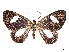  ( - CCDB-37889-H10)  @11 [ ] CreativeCommons - Attribution Share - Alike (2024) CBG Photography Group Centre for Biodiversity Genomics