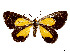  ( - CCDB-37889-H11)  @11 [ ] CreativeCommons - Attribution Share - Alike (2024) CBG Photography Group Centre for Biodiversity Genomics