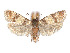  ( - CCDB-37900-D02)  @11 [ ] CreativeCommons - Attribution Share - Alike (2024) CBG Photography Group Centre for Biodiversity Genomics