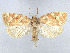  ( - CCDB-37900-D06)  @11 [ ] CreativeCommons - Attribution Share - Alike (2024) CBG Photography Group Centre for Biodiversity Genomics