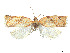  (Adoxophyes perstricta - CCDB-37900-E07)  @11 [ ] CreativeCommons - Attribution Share - Alike (2024) CBG Photography Group Centre for Biodiversity Genomics