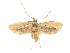  (Hapsifera revoluta - CCDB-37900-F03)  @11 [ ] CreativeCommons - Attribution Share - Alike (2024) CBG Photography Group Centre for Biodiversity Genomics