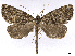  ( - CCDB-37902-B07)  @11 [ ] CreativeCommons - Attribution (2024) CBG Photography Group Centre for Biodiversity Genomics