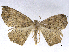 ( - CCDB-37902-C08)  @11 [ ] CreativeCommons - Attribution (2024) CBG Photography Group Centre for Biodiversity Genomics