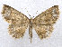  (Isochromodes palumbata - CCDB-37902-E02)  @11 [ ] CreativeCommons - Attribution (2024) CBG Photography Group Centre for Biodiversity Genomics