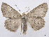  (Isochromodes nr. sheila - CCDB-37902-E04)  @11 [ ] CreativeCommons - Attribution (2024) CBG Photography Group Centre for Biodiversity Genomics