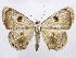  ( - CCDB-37902-G06)  @11 [ ] CreativeCommons - Attribution (2024) CBG Photography Group Centre for Biodiversity Genomics
