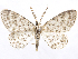  ( - CCDB-37902-G10)  @11 [ ] CreativeCommons - Attribution (2024) CBG Photography Group Centre for Biodiversity Genomics