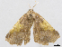  (Antepione nr. thisoaria - CCDB-37902-H08)  @11 [ ] CreativeCommons - Attribution (2024) CBG Photography Group Centre for Biodiversity Genomics