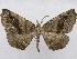  ( - CCDB-37903-B05)  @11 [ ] CreativeCommons - Attribution (2024) CBG Photography Group Centre for Biodiversity Genomics