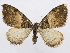  (Nebula cylon - CCDB-37903-C10)  @11 [ ] CreativeCommons - Attribution (2024) CBG Photography Group Centre for Biodiversity Genomics