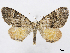  ( - CCDB-37903-C11)  @11 [ ] CreativeCommons - Attribution (2024) CBG Photography Group Centre for Biodiversity Genomics