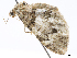  ( - CCDB-37903-C12)  @11 [ ] CreativeCommons - Attribution (2024) CBG Photography Group Centre for Biodiversity Genomics