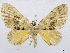  ( - CCDB-37903-D02)  @11 [ ] CreativeCommons - Attribution (2024) CBG Photography Group Centre for Biodiversity Genomics