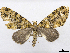  (Hammaptera requisitata - CCDB-37903-D07)  @11 [ ] CreativeCommons - Attribution (2024) CBG Photography Group Centre for Biodiversity Genomics