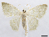  ( - CCDB-37903-G07)  @11 [ ] CreativeCommons - Attribution (2024) CBG Photography Group Centre for Biodiversity Genomics