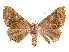  (Pero curuma - CCDB-37904-A02)  @11 [ ] CreativeCommons - Attribution Share - Alike (2024) CBG Photography Group Centre for Biodiversity Genomics