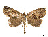  (Ischnopteris bifinita - CCDB-37904-A04)  @11 [ ] CreativeCommons - Attribution Share - Alike (2024) CBG Photography Group Centre for Biodiversity Genomics