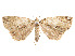  (Ischnopteris chlorophaearia - CCDB-37904-A05)  @11 [ ] CreativeCommons - Attribution Share - Alike (2024) CBG Photography Group Centre for Biodiversity Genomics