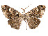  (Cargolia albipuncta - CCDB-37904-A08)  @11 [ ] CreativeCommons - Attribution Share - Alike (2024) CBG Photography Group Centre for Biodiversity Genomics