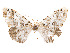  (Cargolia carmelita - CCDB-37904-A09)  @11 [ ] CreativeCommons - Attribution Share - Alike (2024) CBG Photography Group Centre for Biodiversity Genomics