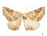  (Neoselenia azamora - CCDB-37904-B03)  @11 [ ] CreativeCommons - Attribution Share - Alike (2024) CBG Photography Group Centre for Biodiversity Genomics