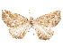  ( - CCDB-37904-B04)  @11 [ ] CreativeCommons - Attribution Share - Alike (2024) CBG Photography Group Centre for Biodiversity Genomics