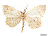 (Isochromodes caletra - CCDB-37904-D07)  @11 [ ] CreativeCommons - Attribution Share - Alike (2024) CBG Photography Group Centre for Biodiversity Genomics