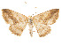  (Isochromodes infida - CCDB-37904-D08)  @11 [ ] CreativeCommons - Attribution Share - Alike (2024) CBG Photography Group Centre for Biodiversity Genomics