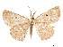  ( - CCDB-37904-E08)  @11 [ ] CreativeCommons - Attribution Share - Alike (2024) CBG Photography Group Centre for Biodiversity Genomics