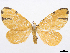  ( - CCDB-37905-A03)  @11 [ ] CreativeCommons - Attribution (2024) CBG Photography Group Centre for Biodiversity Genomics
