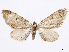  (Eupithecia alogista - CCDB-37905-A05)  @11 [ ] CreativeCommons - Attribution (2024) CBG Photography Group Centre for Biodiversity Genomics