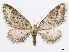  (Eupithecia exophycra - CCDB-37905-A08)  @11 [ ] CreativeCommons - Attribution (2024) CBG Photography Group Centre for Biodiversity Genomics