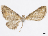  (Eupithecia mollita - CCDB-37905-A09)  @11 [ ] CreativeCommons - Attribution (2024) CBG Photography Group Centre for Biodiversity Genomics