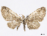  (Eupithecia pallidistriga - CCDB-37905-A12)  @11 [ ] CreativeCommons - Attribution (2024) CBG Photography Group Centre for Biodiversity Genomics
