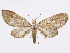  (Eupithecia panda - CCDB-37905-B01)  @11 [ ] CreativeCommons - Attribution (2024) CBG Photography Group Centre for Biodiversity Genomics