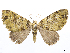  (Hammaptera herbosaria - CCDB-37905-B06)  @11 [ ] CreativeCommons - Attribution (2024) CBG Photography Group Centre for Biodiversity Genomics