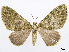  (Hammaptera vanonaria - CCDB-37905-B07)  @11 [ ] CreativeCommons - Attribution (2024) CBG Photography Group Centre for Biodiversity Genomics