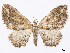  (Orthonama olivacea - CCDB-37905-B08)  @11 [ ] CreativeCommons - Attribution (2024) CBG Photography Group Centre for Biodiversity Genomics