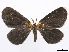  (Eutrepsia phoebe - CCDB-37905-B09)  @11 [ ] CreativeCommons - Attribution (2024) CBG Photography Group Centre for Biodiversity Genomics