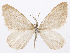  (Xanthorhoe polimela - CCDB-37905-B10)  @11 [ ] CreativeCommons - Attribution (2024) CBG Photography Group Centre for Biodiversity Genomics